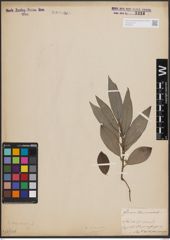 Foto von Salix dasyclados Wimm.